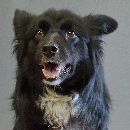 Shammy, adopted, Senior Male Australian Shepherd.