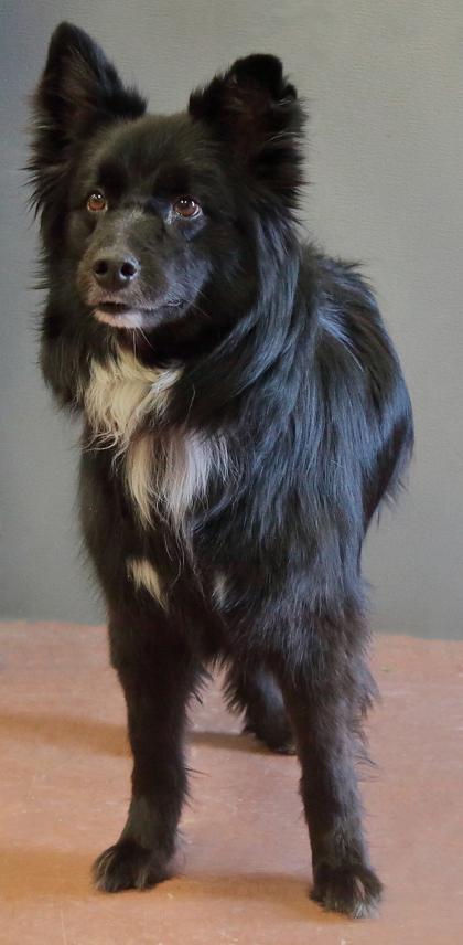 Enlarge Shammy, an adopted mixed breed in Rapid City, SD image 3/4