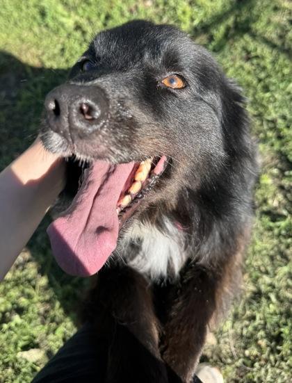 Enlarge Shammy, an adopted mixed breed in Rapid City, SD image 4/4