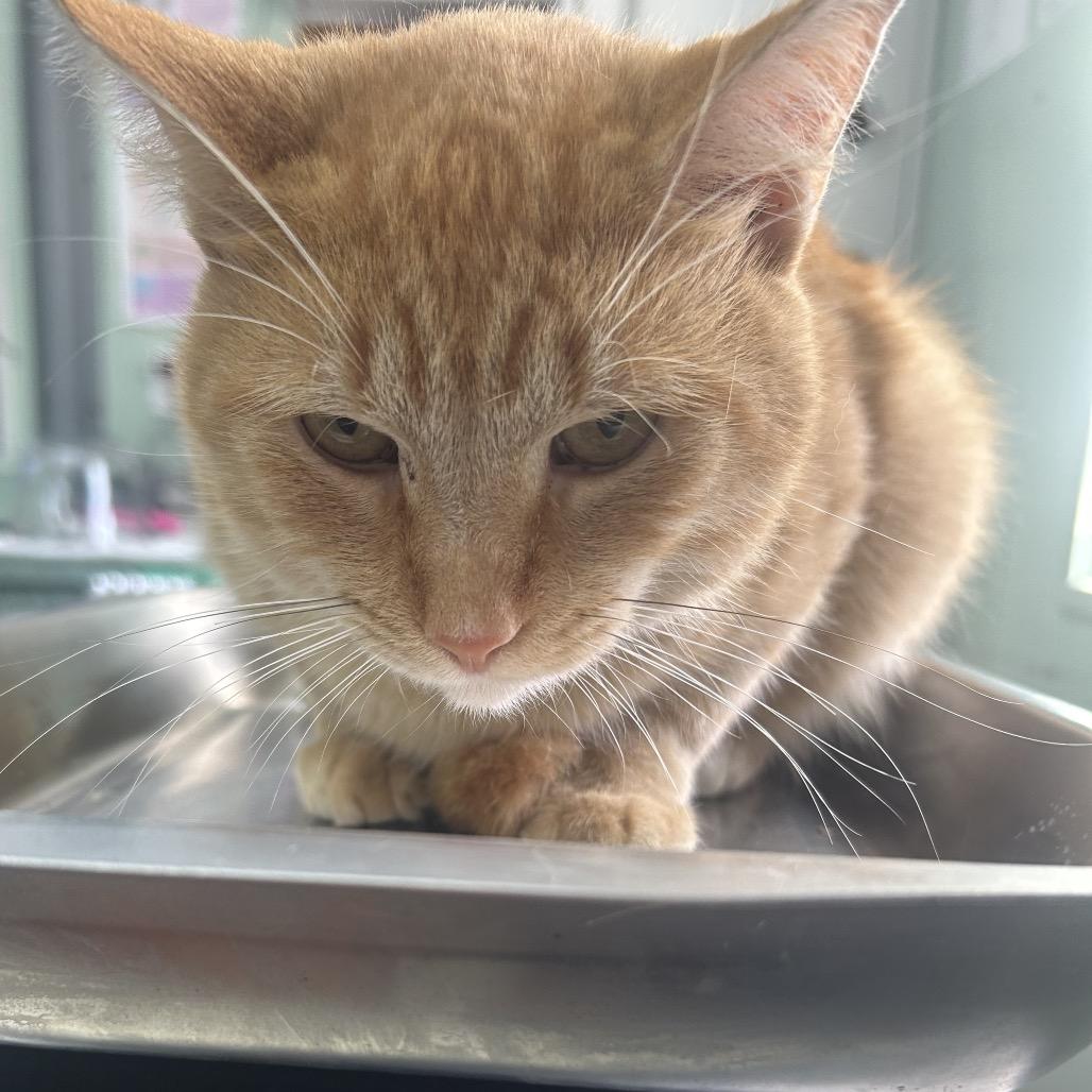 Enlarge Rico, a Adoptable Domestic Short Hair in West Point, MS image 1/1