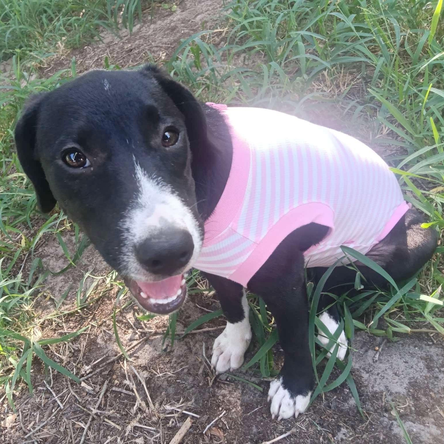 Nancy Wheeler, Adopted, Puppy Female Retriever.