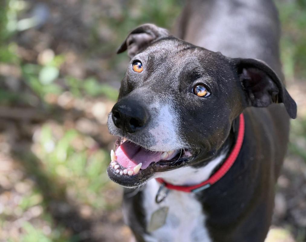 Mia - cruelty case! Long term stay - best dog here. Well-mannered and loyal!