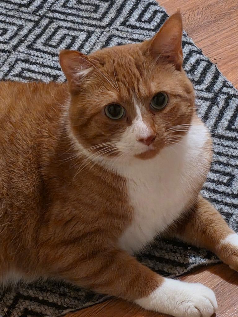 Enlarge Gus, a Adoptable mixed breed in Minneapolis, MN image 3/6