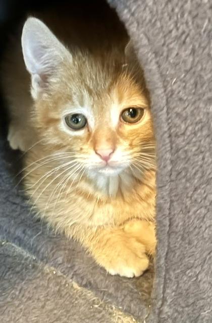Enlarge Merlin, an adopted mixed breed in Annapolis, MD image 1/1