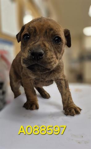 IRONHIDE, Adoptable, Puppy Male Pit Bull Terrier.