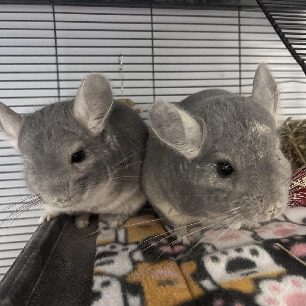 Bert, Adoptable, Adult Male Chinchilla.