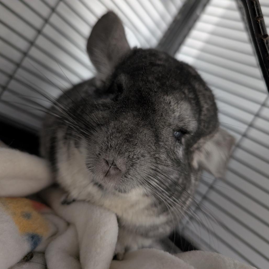Bert, Adoptable, Adult Male Chinchilla.