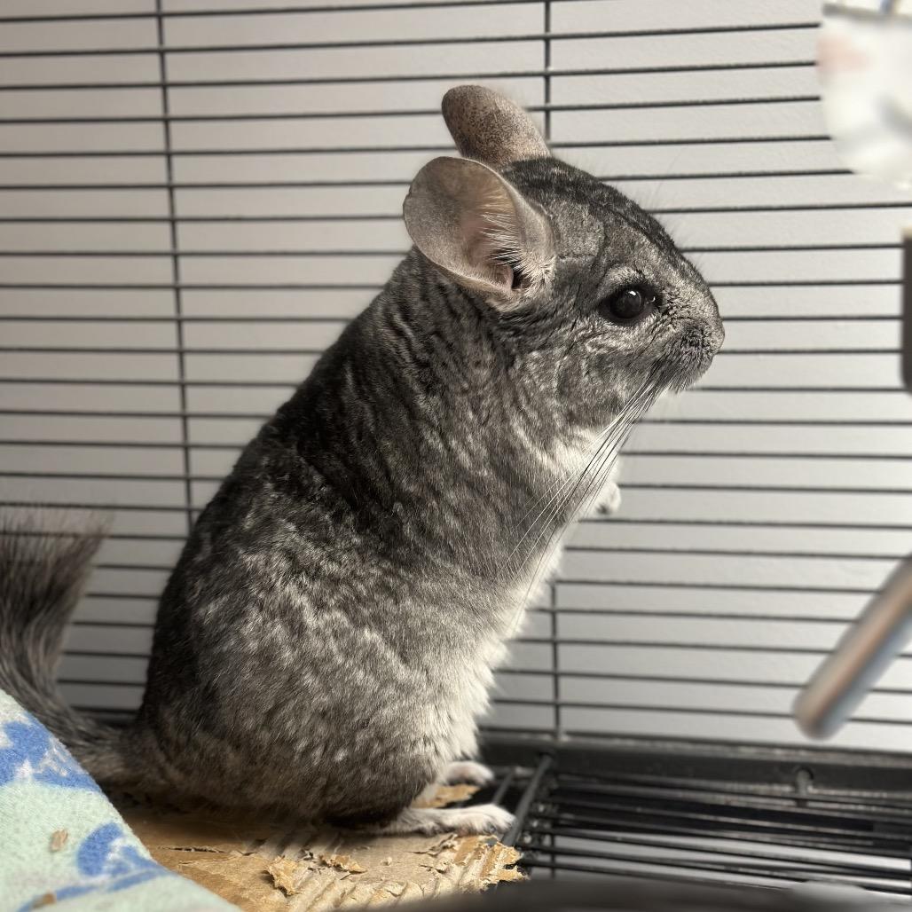 Enlarge Bert, a Adoptable Chinchilla in Watertown, NY image 2/3