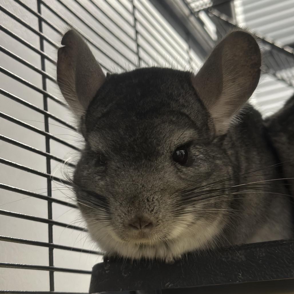 Enlarge Bert, a Adoptable Chinchilla in Watertown, NY image 3/3