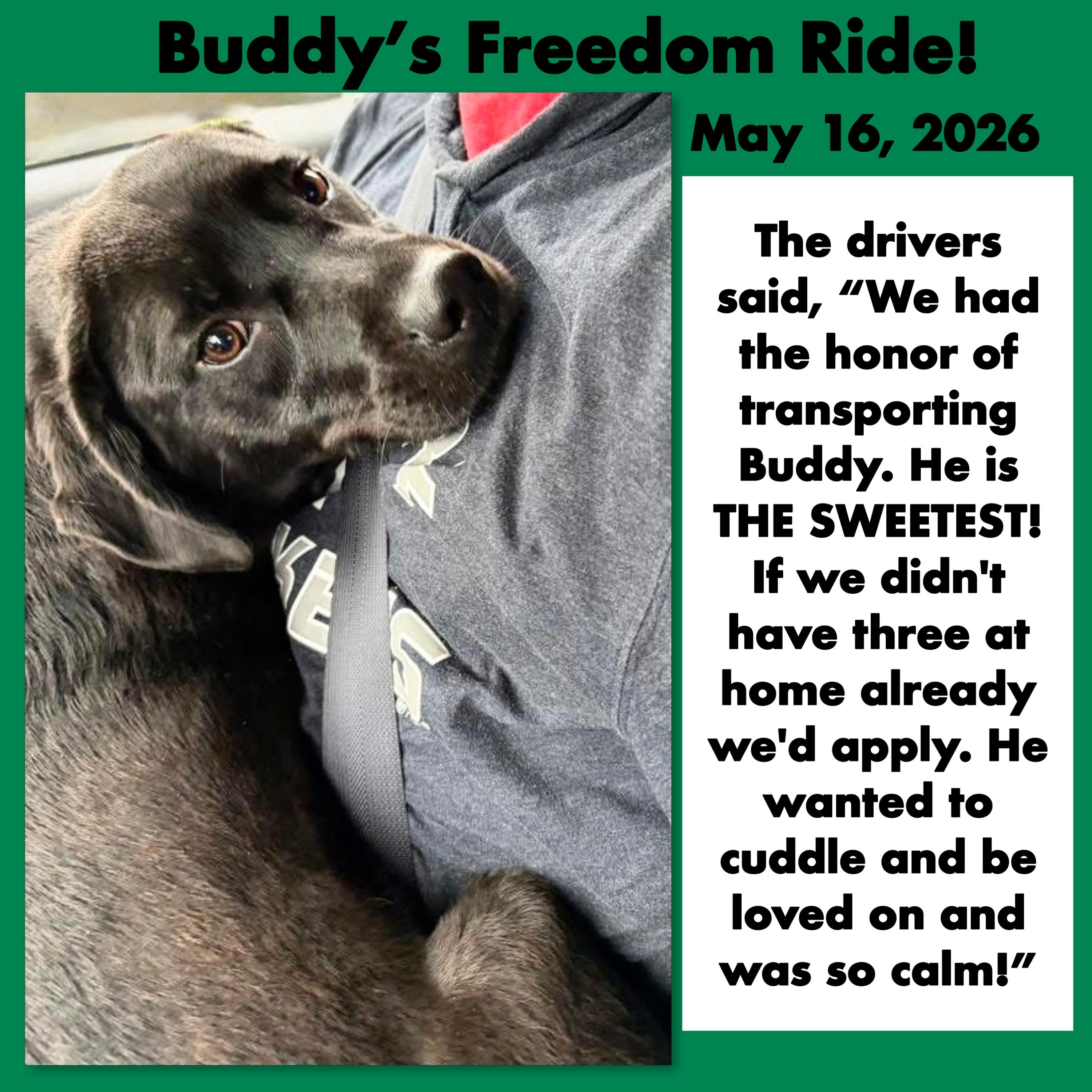 Enlarge Buddy, a ADOPTABLE mixed breed in Westfield, NY image 2/5