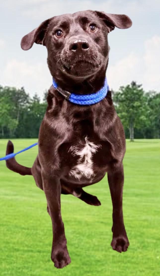 Enlarge Buddy, a ADOPTABLE mixed breed in Westfield, NY image 3/5