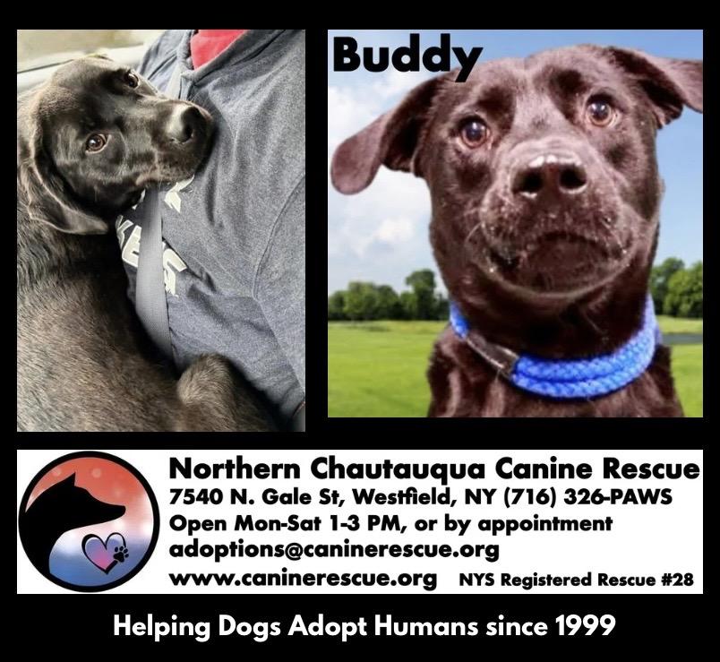 Enlarge Buddy, a ADOPTABLE mixed breed in Westfield, NY image 4/5