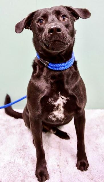 Enlarge Buddy, a ADOPTABLE mixed breed in Westfield, NY image 5/5