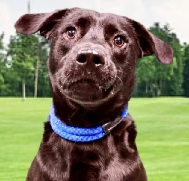 Buddy, ADOPTABLE, Adult Male Chocolate Labrador Retriever.