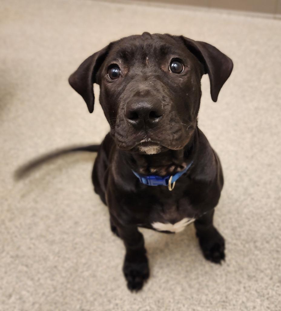 Tank, a Adoptable mixed breed in Superior, WI image 2/2