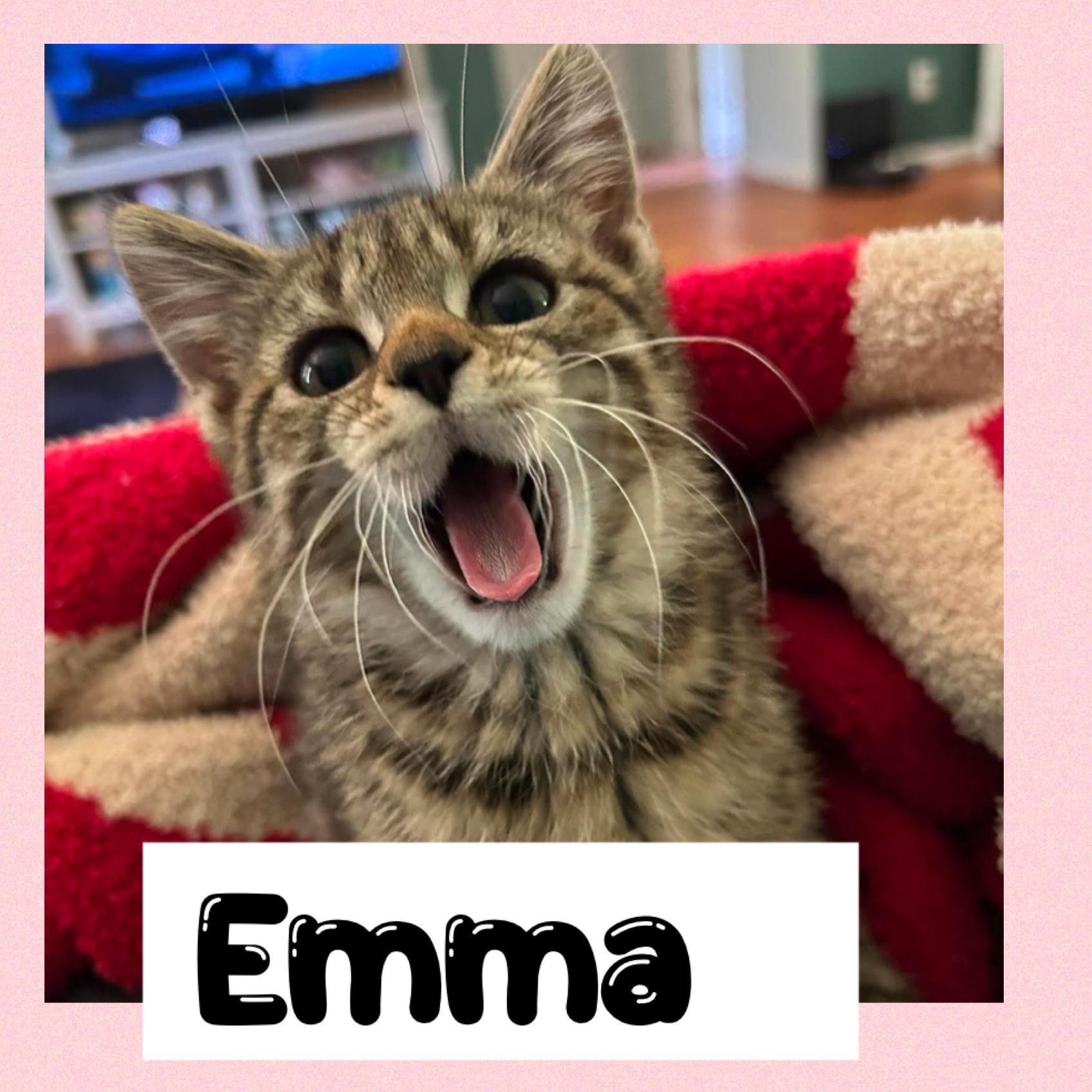 Enlarge Emma, a Adoptable Domestic Short Hair in Newton Falls, OH image 1/1