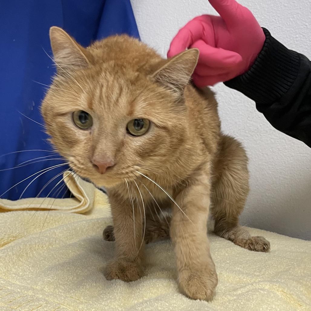 Milo, Adoptable, Senior Male Domestic Short Hair.