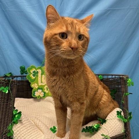 Enlarge Milo, a Adoptable Domestic Short Hair in Henderson, NV image 2/2