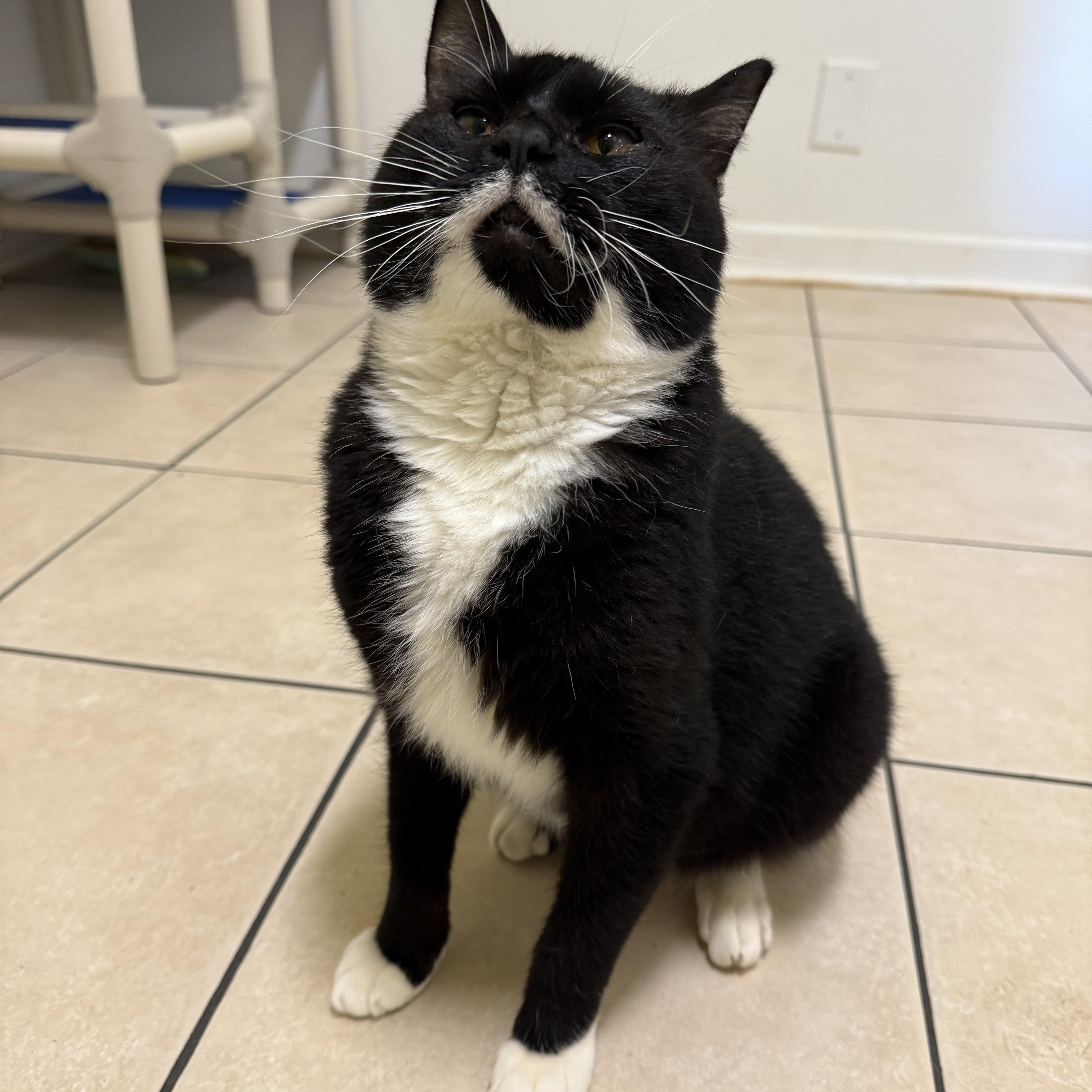 Enlarge Midnight , a ADOPTABLE Domestic Short Hair in Hendersonville, TN image 1/1