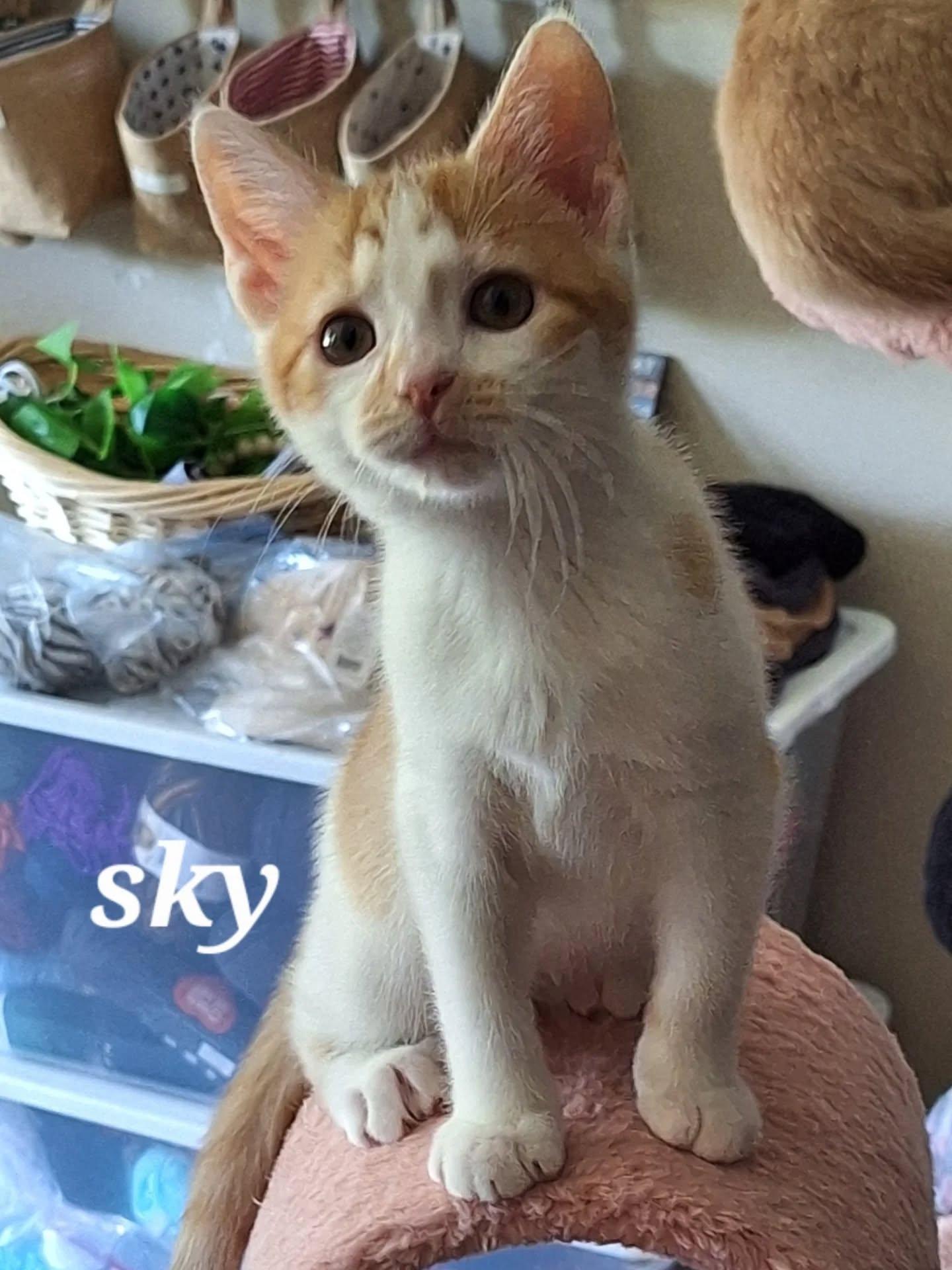 Sky