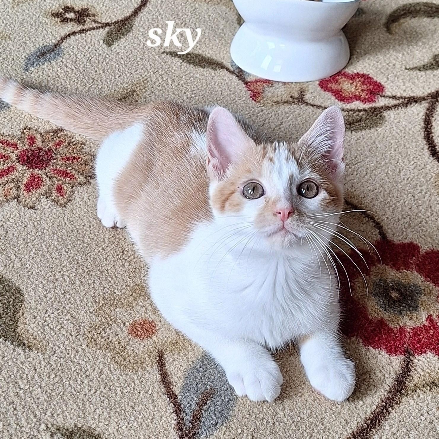 Sky