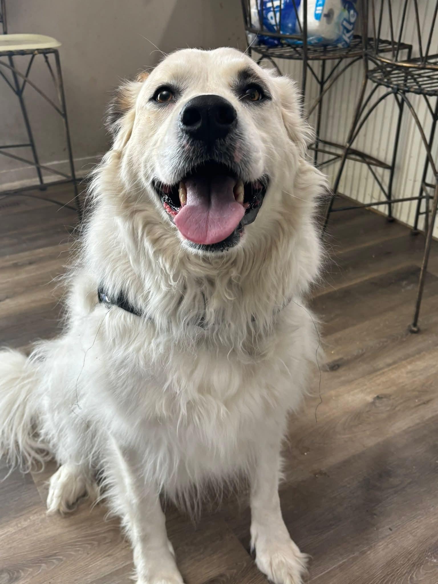 Tatum, ADOPTABLE, Adult Male Great Pyrenees & Anatolian Shepherd.