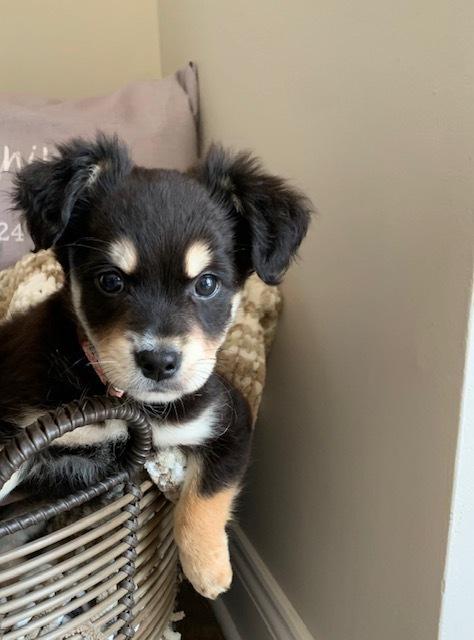 Ally, Adoptable, Puppy Female Yorkshire Terrier & Pit Bull Terrier.