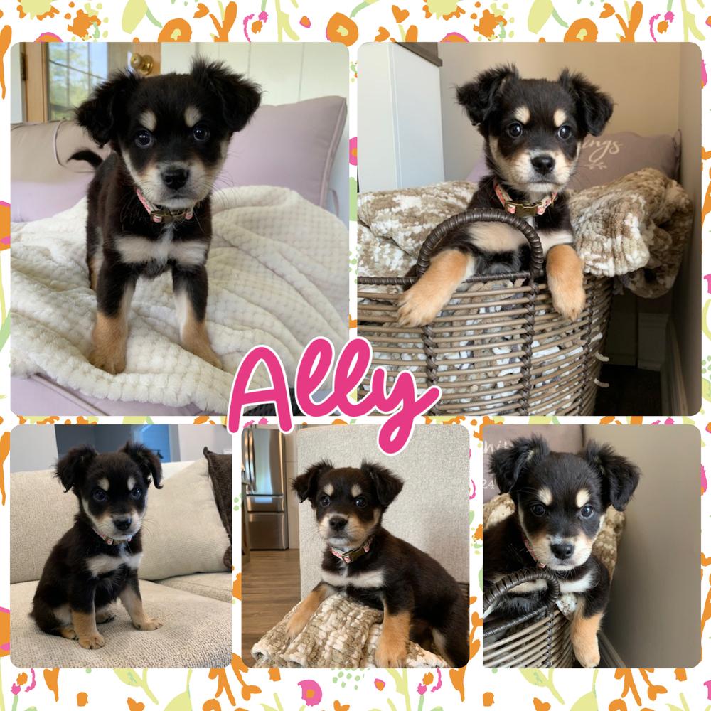 Ally, a Adoptable mixed breed in Amherst, NY image 2/6