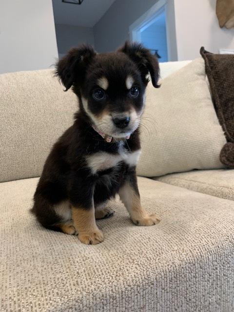 Ally, a Adoptable mixed breed in Amherst, NY image 3/6