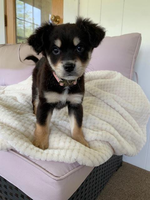 Ally, a Adoptable mixed breed in Amherst, NY image 4/6