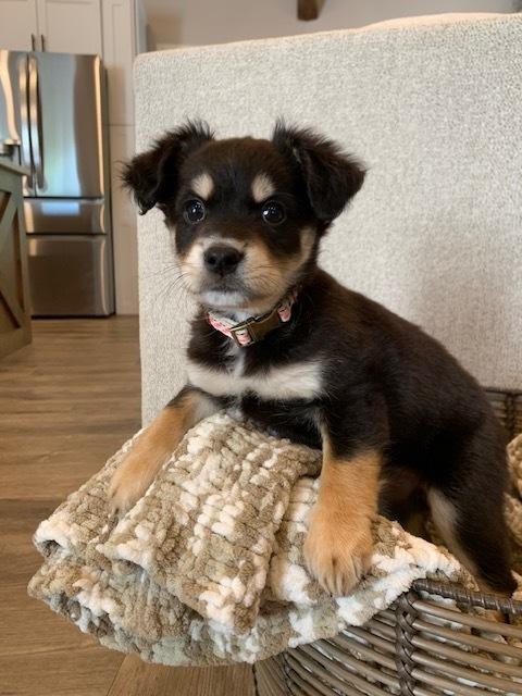 Ally, a Adoptable mixed breed in Amherst, NY image 5/6
