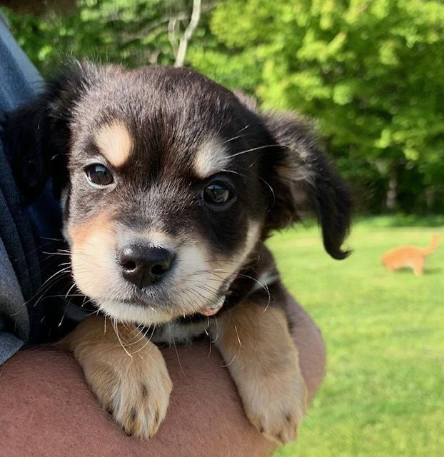 Ally, a Adoptable mixed breed in Amherst, NY image 6/6
