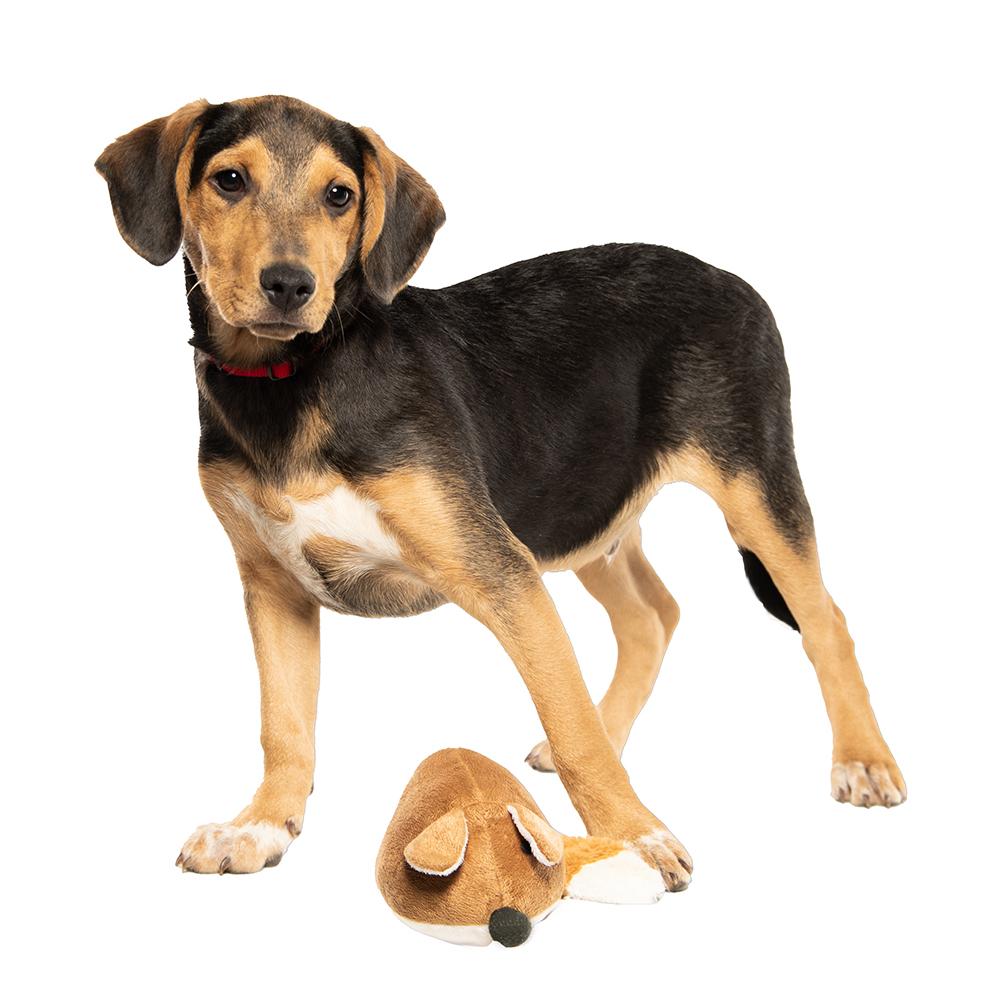 Warrick, a Adoptable mixed breed in Union, CT image 3/6