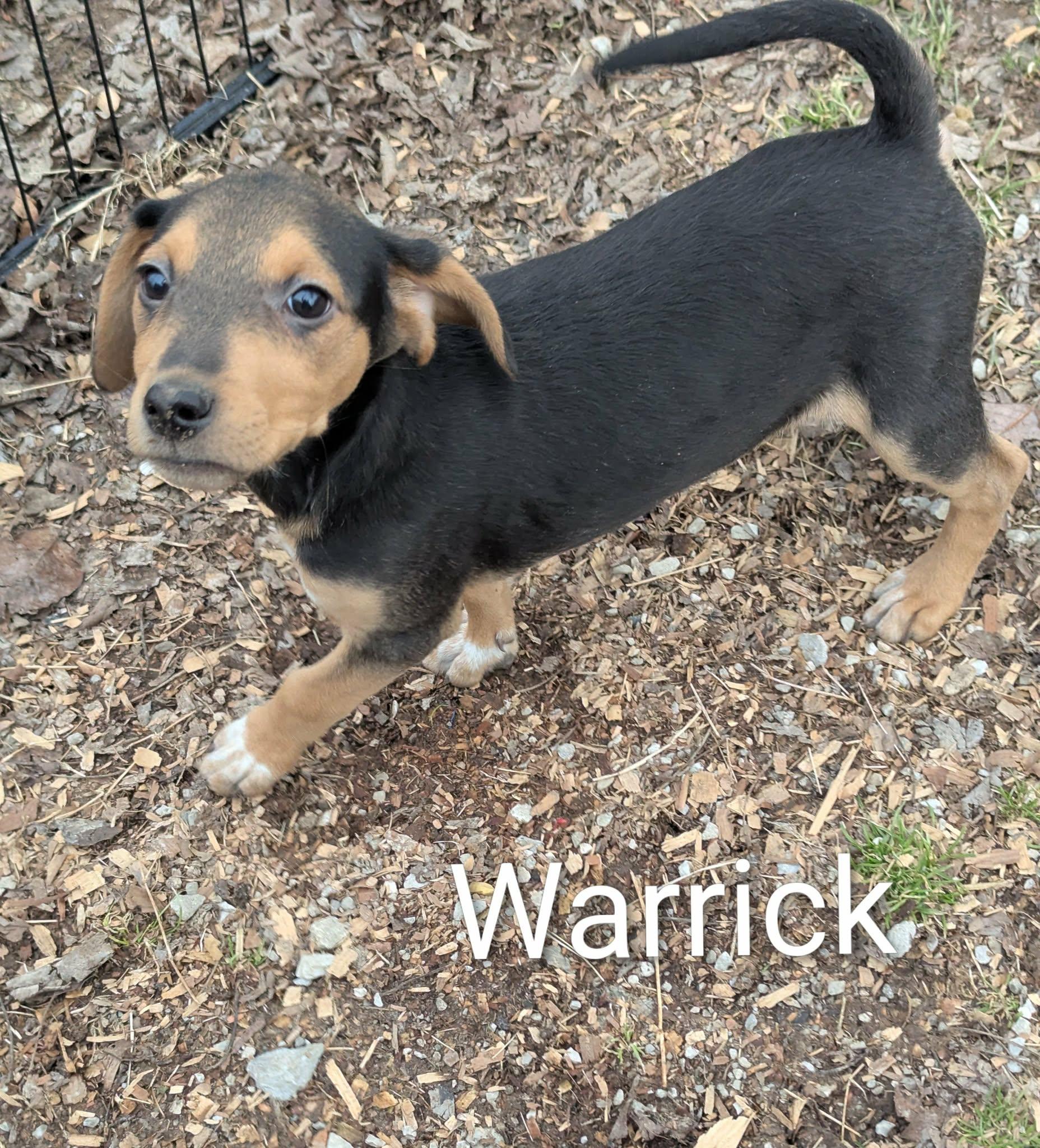 Warrick, a Adoptable mixed breed in Union, CT image 2/5
