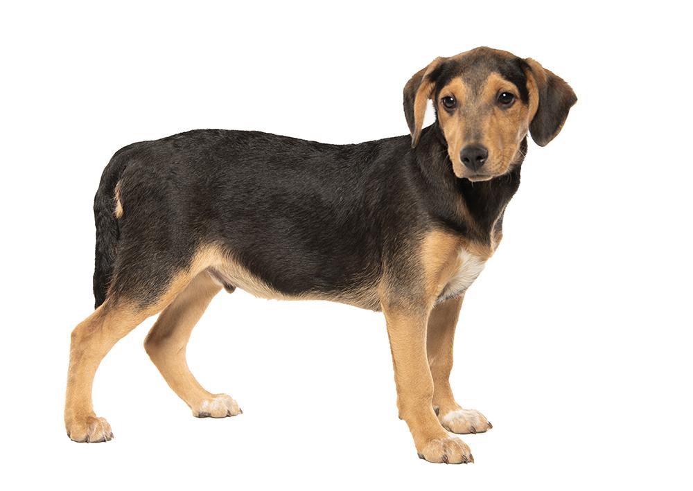 Warrick, a Adoptable mixed breed in Union, CT image 4/6