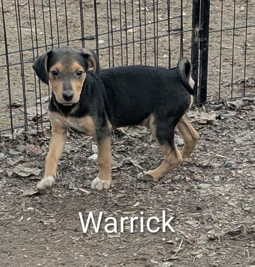 Warrick, a Adoptable mixed breed in Union, CT image 1/5
