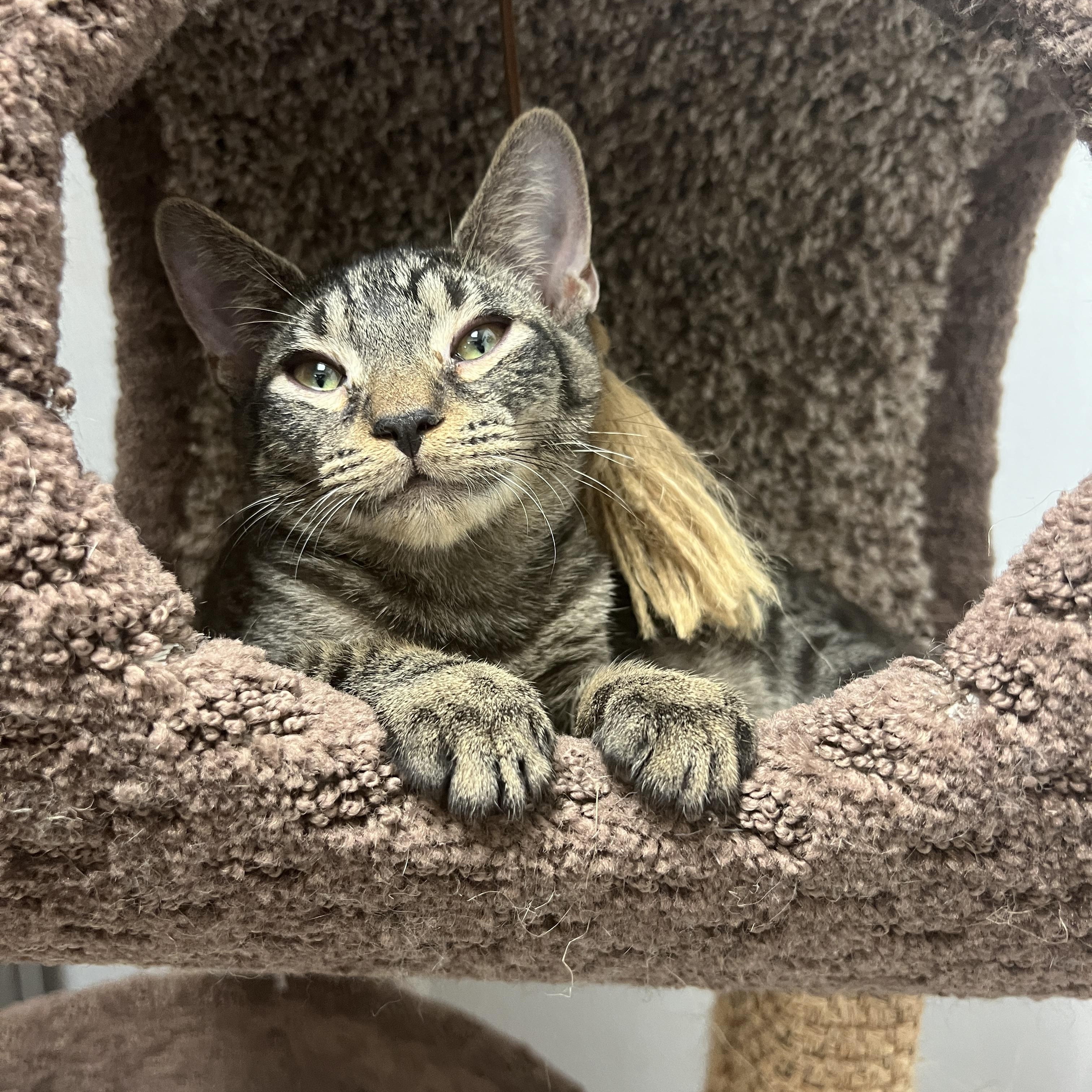 Enlarge Farley, a Adoptable mixed breed in Palmetto, FL image 1/2