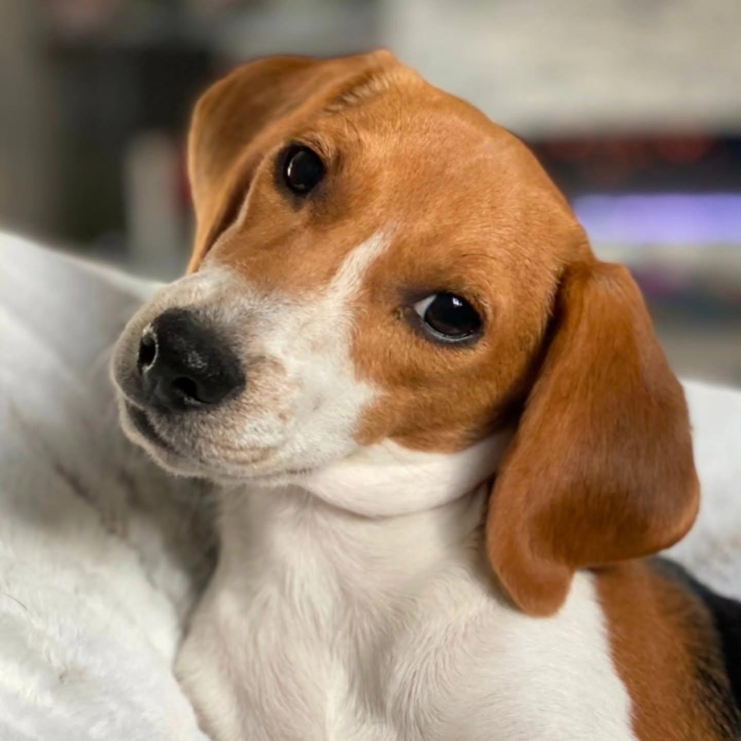Delaney, Adoptable, Adult Female Beagle.