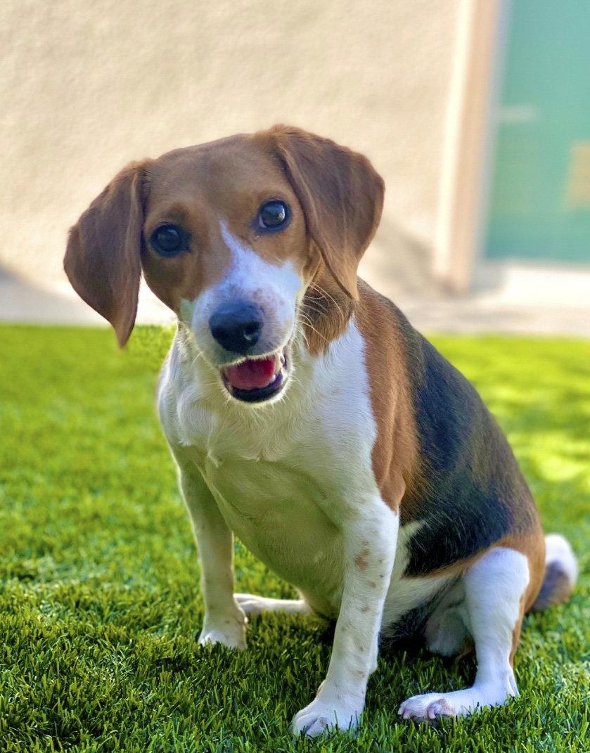 Enlarge Delaney, a Adoptable Beagle in Las Vegas, NV image 2/3