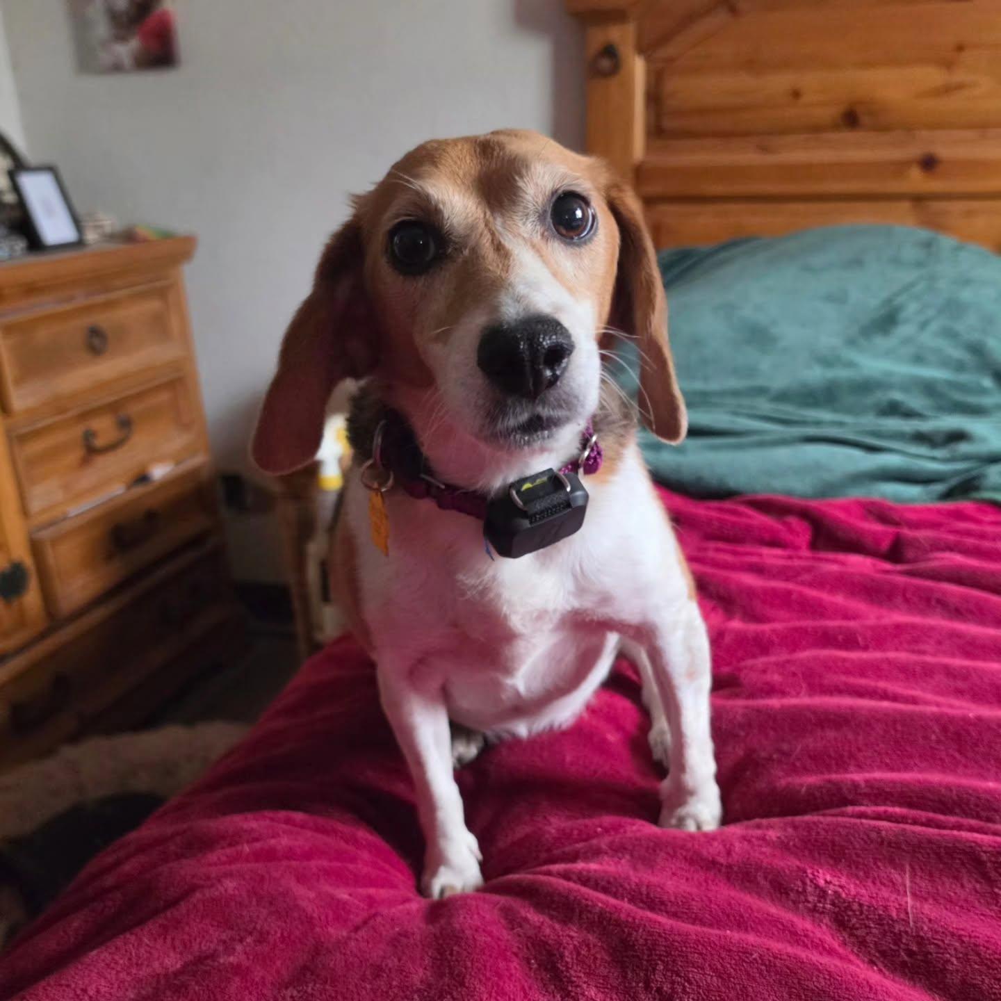 Enlarge Delaney, a Adoptable Beagle in Las Vegas, NV image 3/3