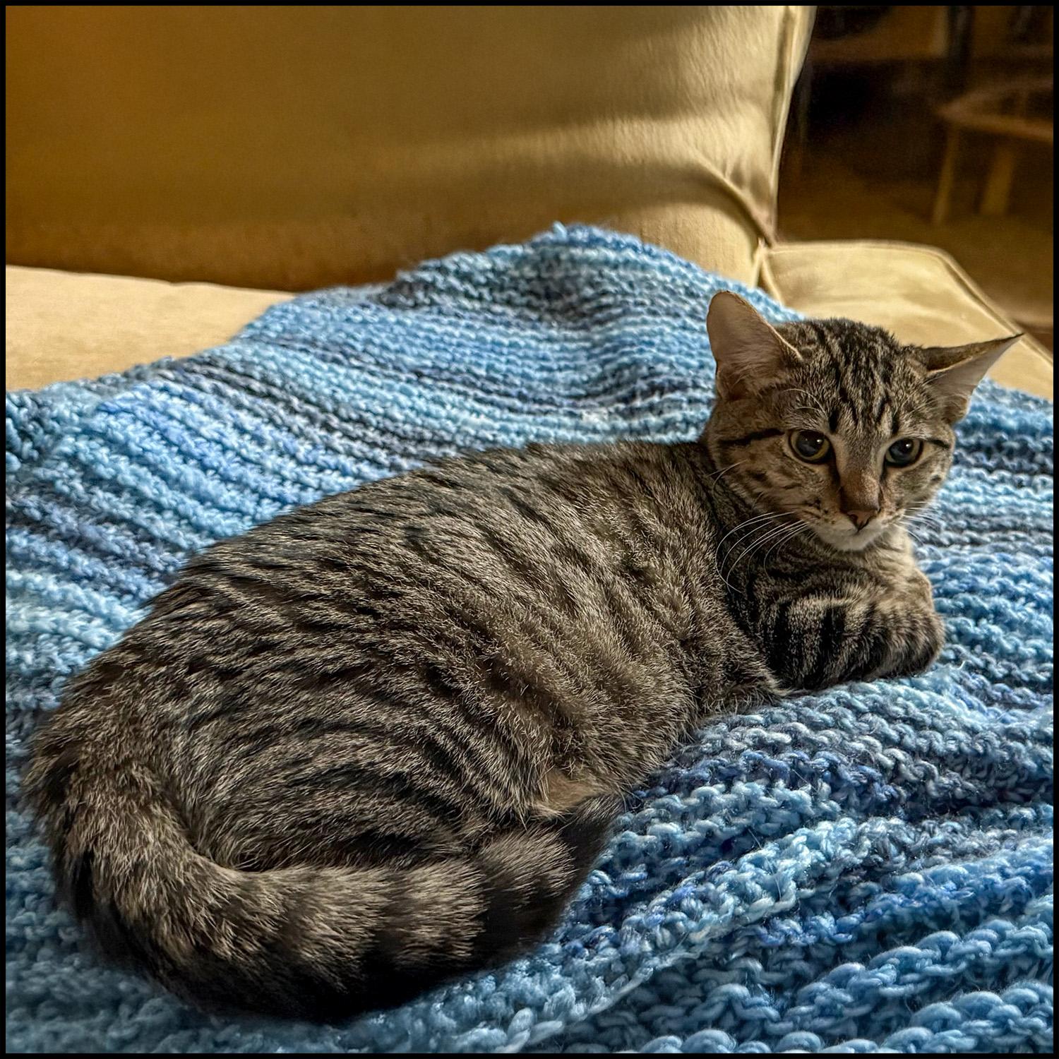 Enlarge Mavis, a Adoptable mixed breed in Roswell, GA image 2/3