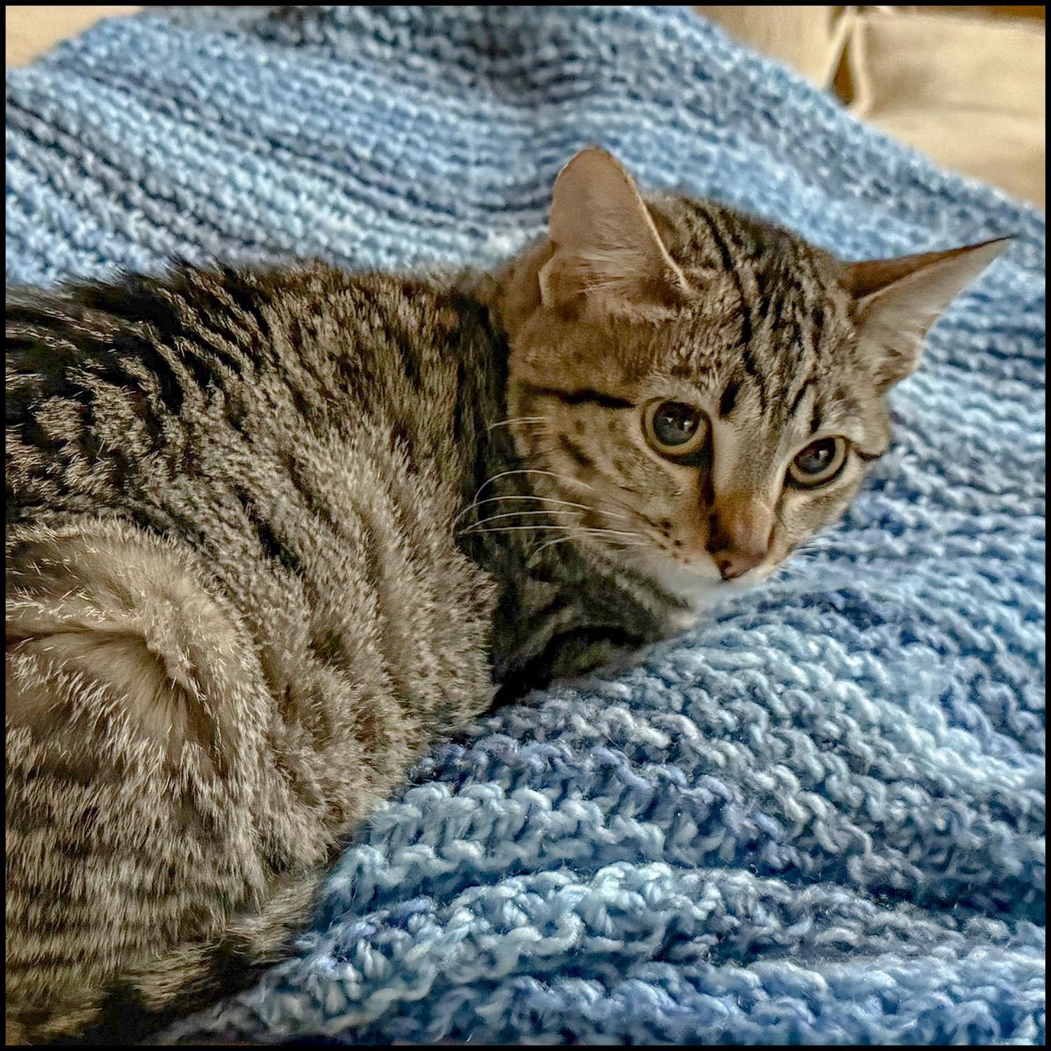 Enlarge Mavis, a Adoptable mixed breed in Roswell, GA image 3/3