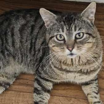 Chicken Bake, Adopted, Adult Male Tabby.
