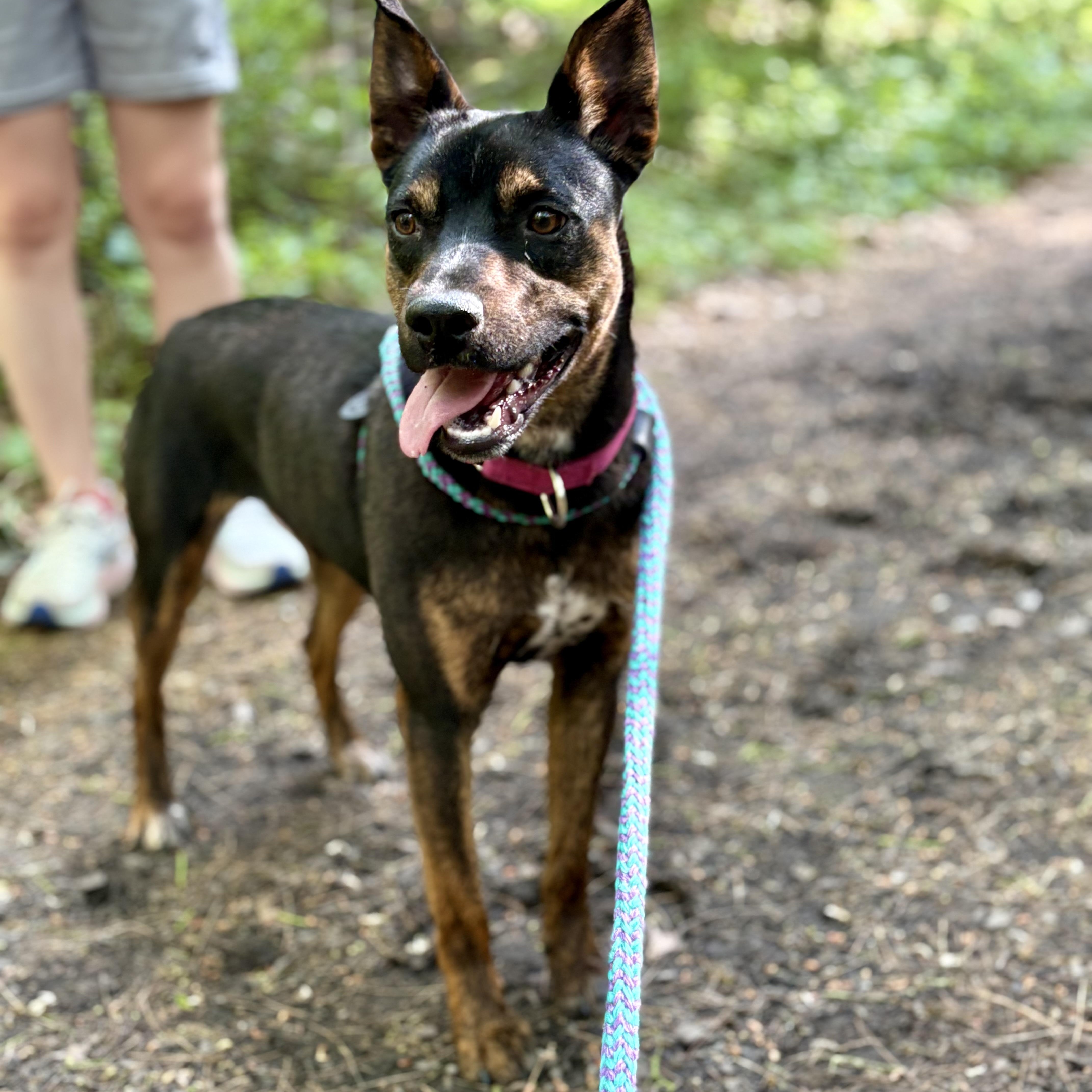 Enlarge Sasha, a ADOPTABLE mixed breed in Cumberland, RI image 2/6