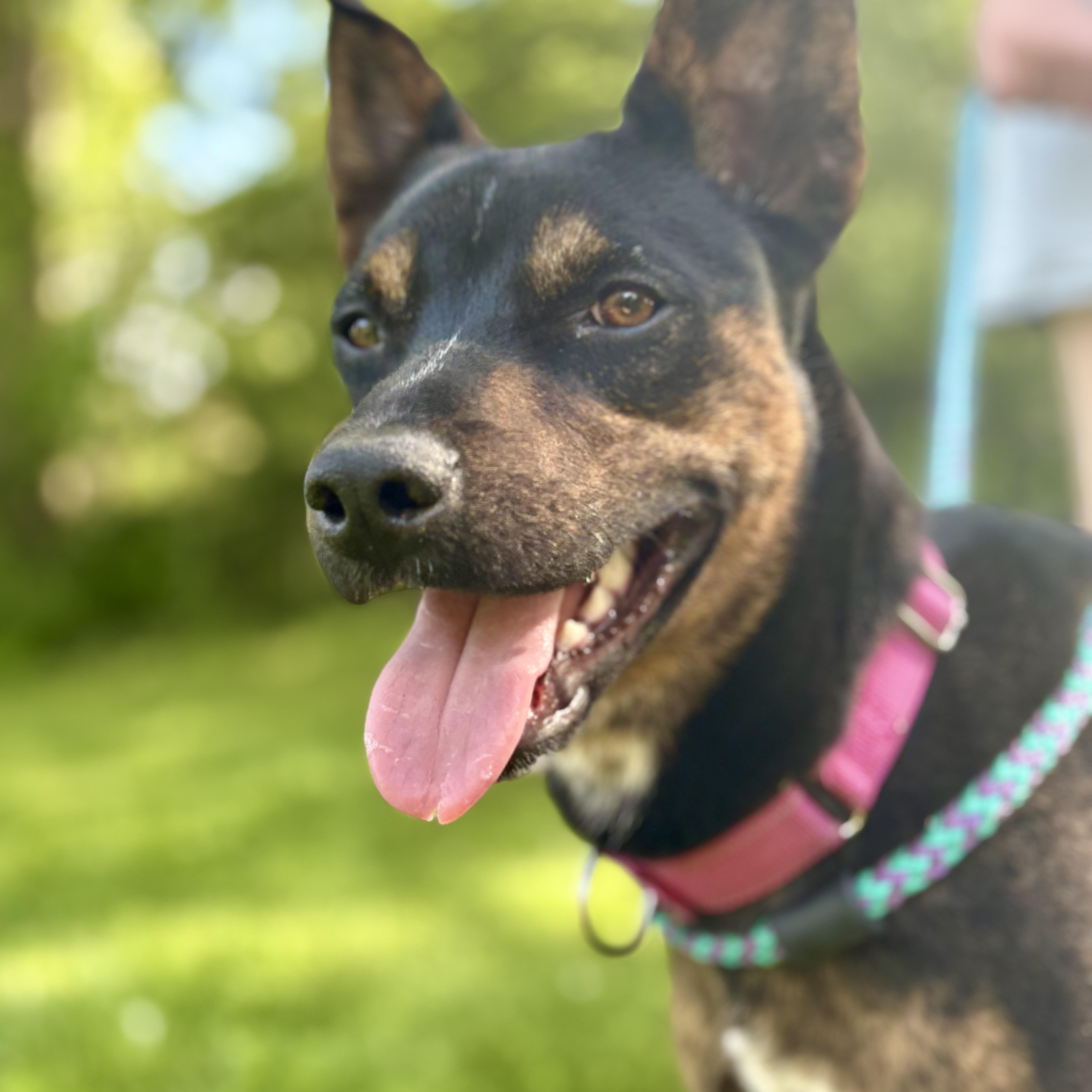 Enlarge Sasha, a ADOPTABLE mixed breed in Cumberland, RI image 6/6