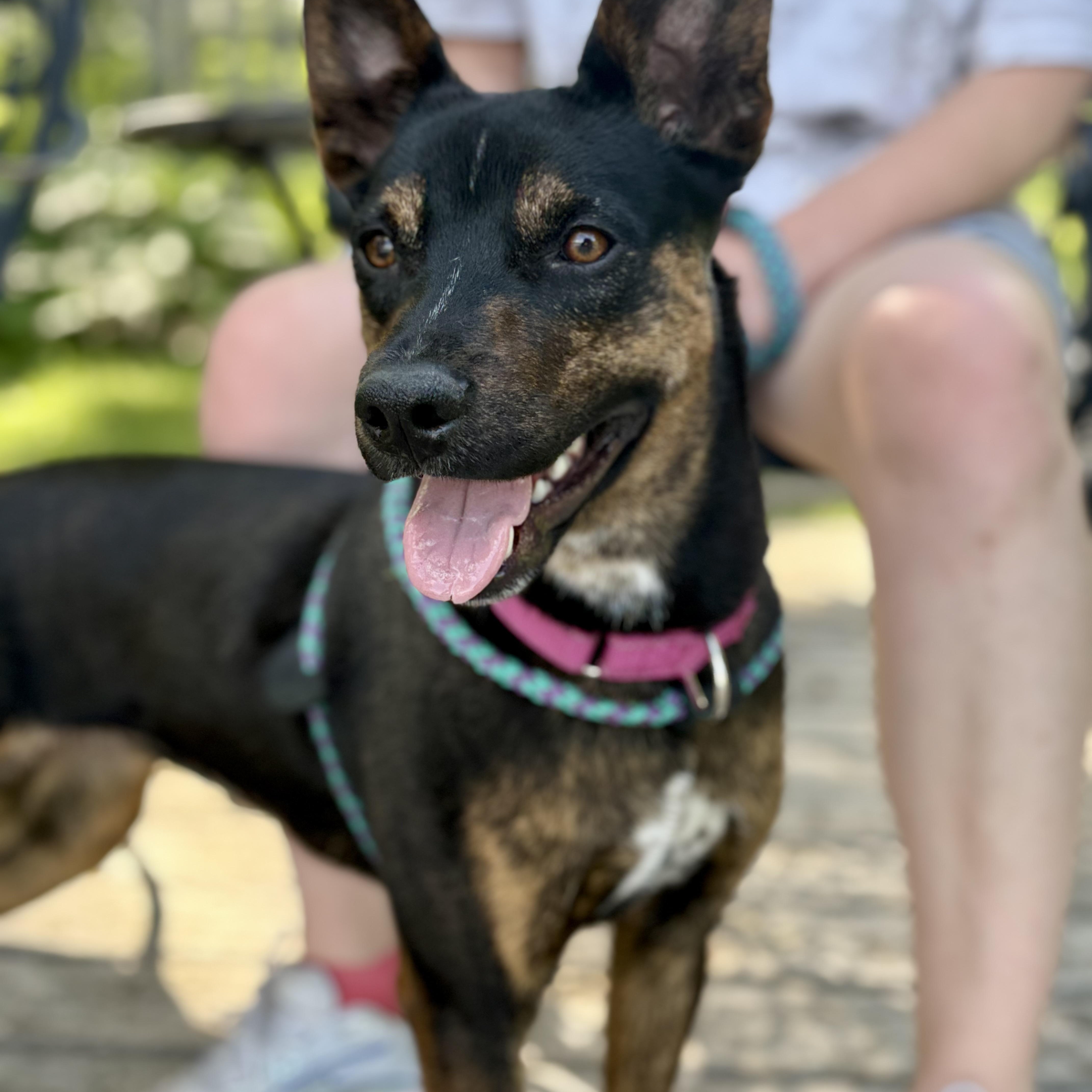 Enlarge Sasha, a ADOPTABLE mixed breed in Cumberland, RI image 5/6