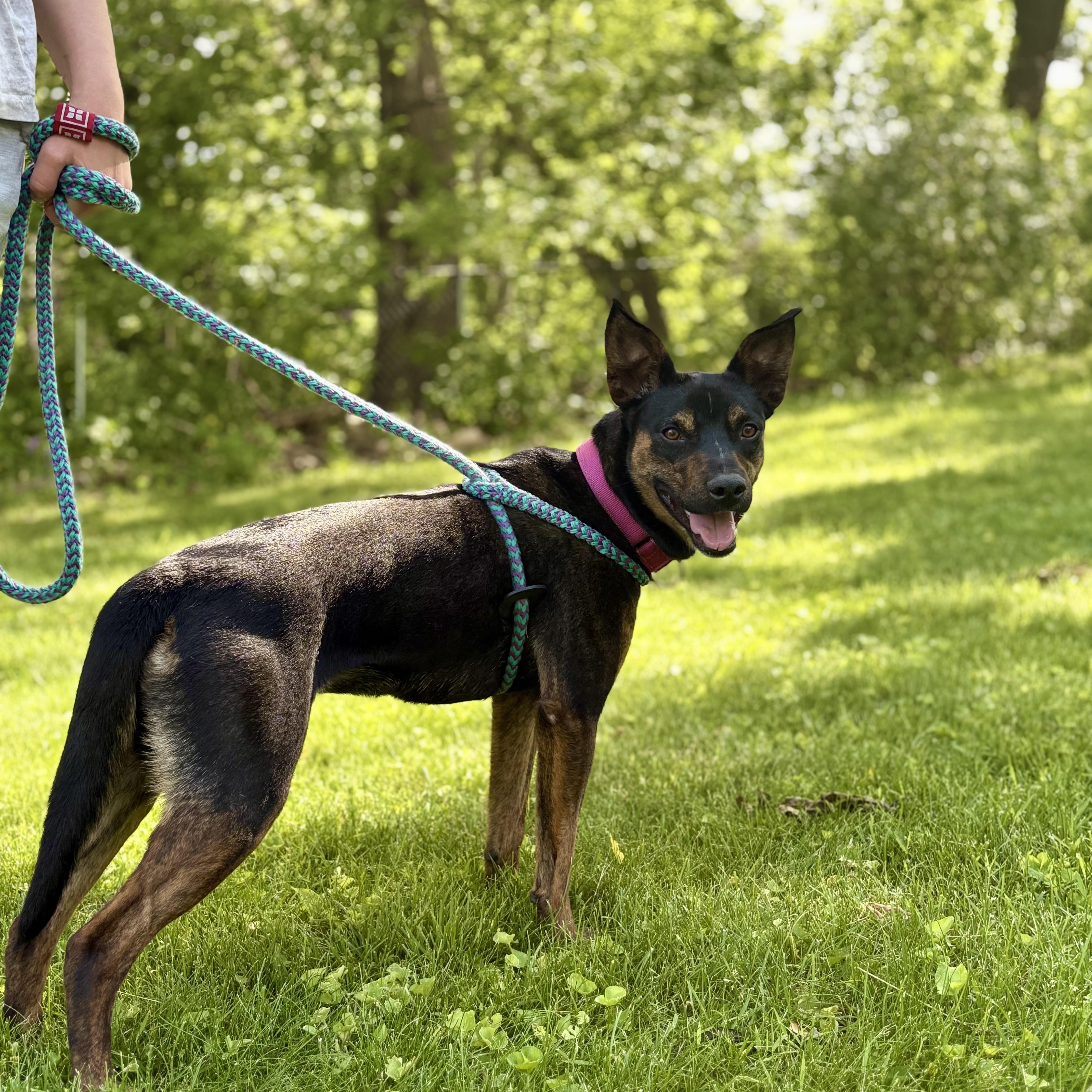 Enlarge Sasha, a ADOPTABLE mixed breed in Cumberland, RI image 3/6