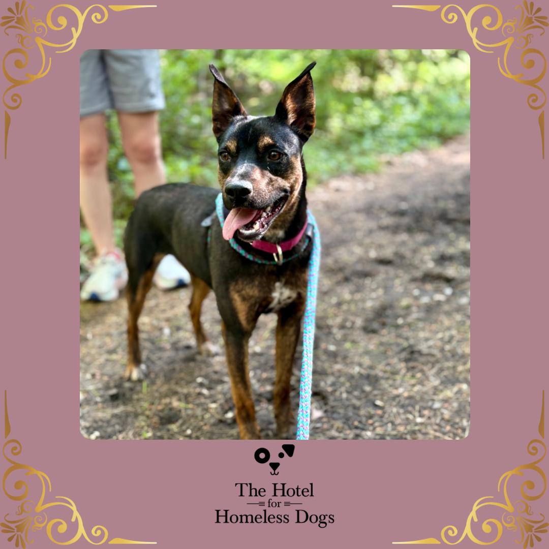 Enlarge Sasha, a ADOPTABLE mixed breed in Cumberland, RI image 1/6