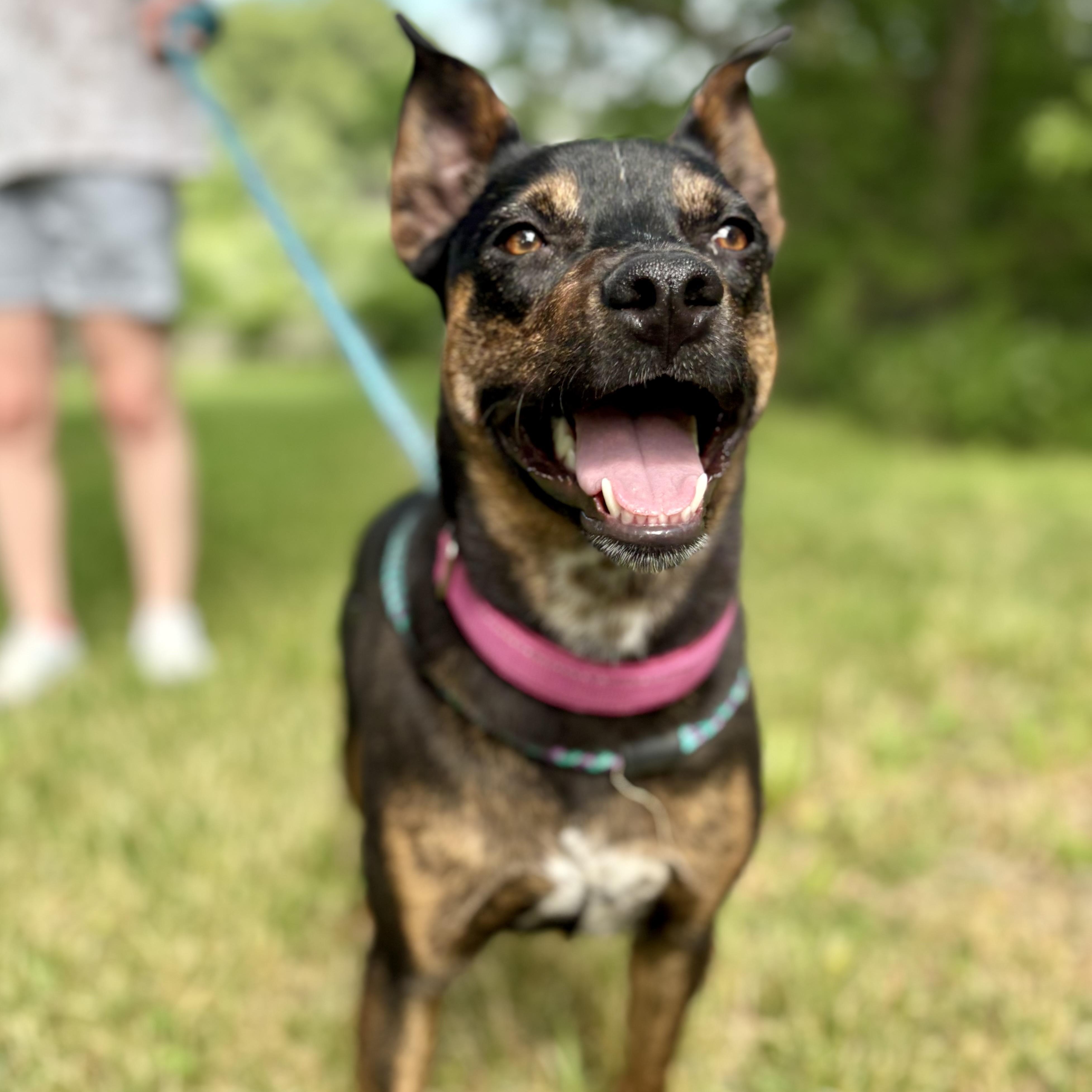 Enlarge Sasha, a ADOPTABLE mixed breed in Cumberland, RI image 4/6