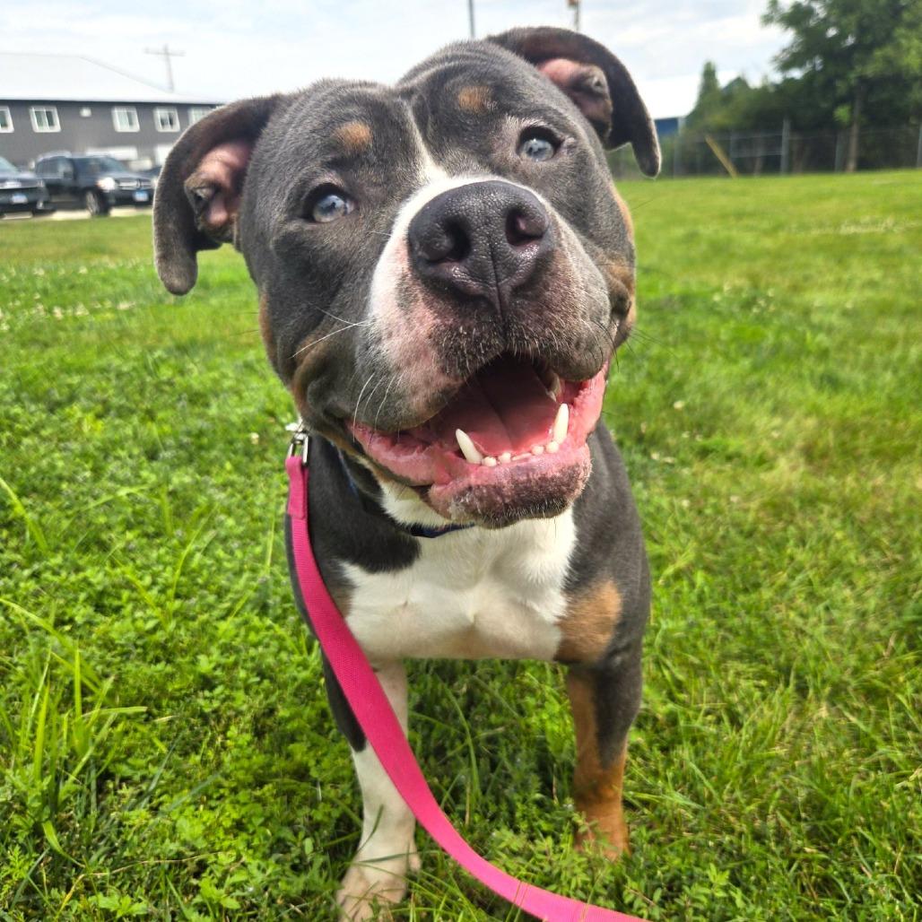 Noxx, Adoptable, Adult Male Pit Bull Terrier & English Bulldog.